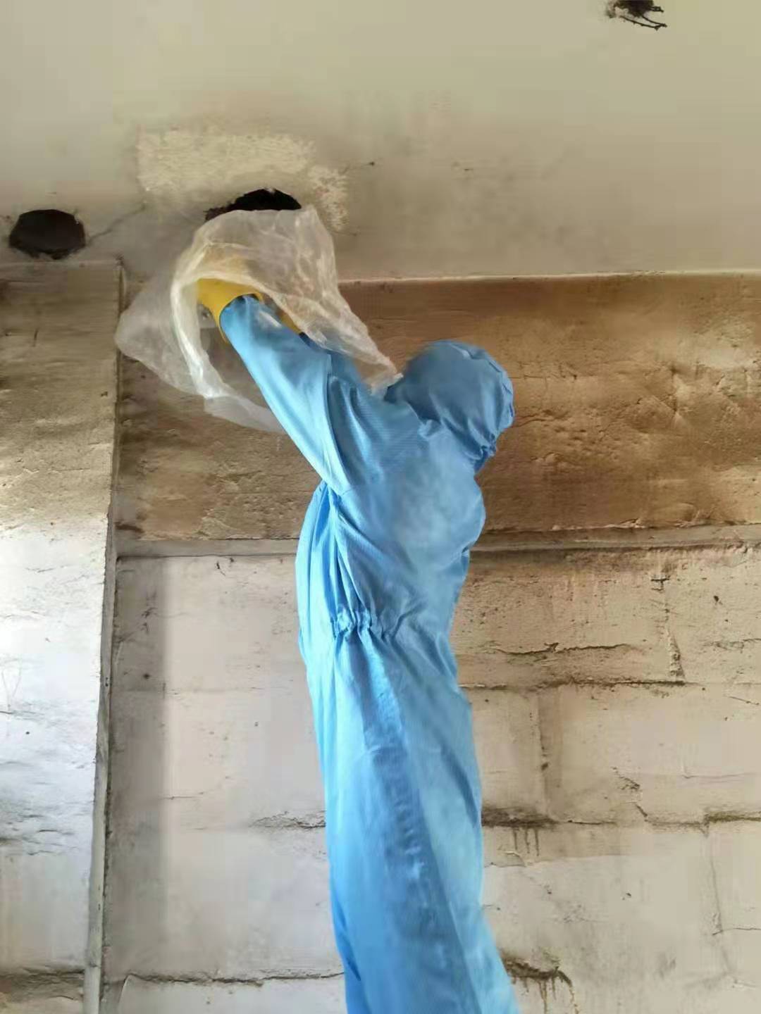 遂宁除虫